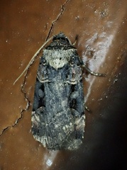 Pseudohermonassa bicarnea