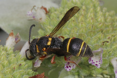 Leptochilus republicanus