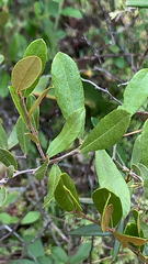 Chamaedaphne calyculata