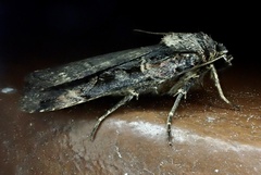 Pseudohermonassa bicarnea