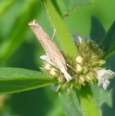 Parapediasia teterrellus
