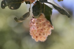 Andricus crystallinus