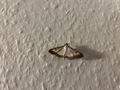 Cydalima perspectalis