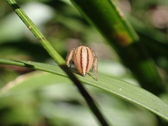 Maratus scutulatus