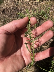 Lepidium didymum