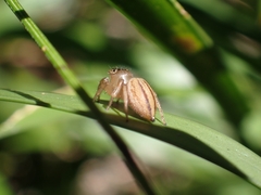 Maratus scutulatus