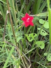 Ipomoea quamoclit