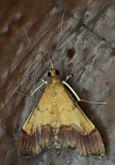 Pyrausta bicoloralis