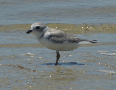 Charadrius melodus