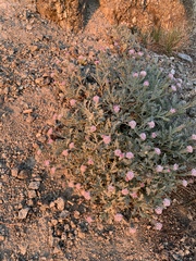 Chaenactis thompsonii