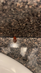 Periplaneta australasiae