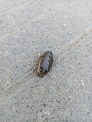 Dytiscus marginalis
