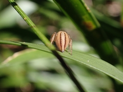 Maratus scutulatus