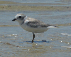 Charadrius melodus