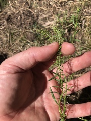 Lepidium didymum
