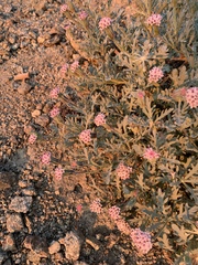 Chaenactis thompsonii