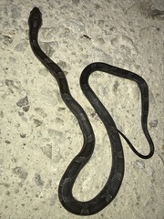 Pantherophis obsoletus