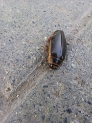 Dytiscus marginalis