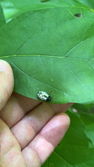 Calligrapha confluens