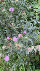 Cirsium discolor