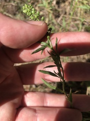 Lepidium didymum