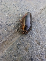 Dytiscus marginalis