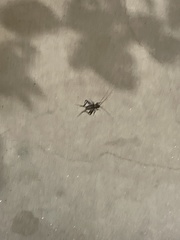 Gryllodes sigillatus