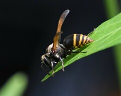Brachygastra mellifica