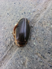 Dytiscus marginalis