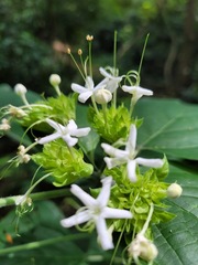 Clerodendrum canescens
