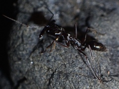Odontomachus
