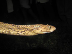 Trimorphodon biscutatus