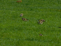 Carduelis carduelis britannica