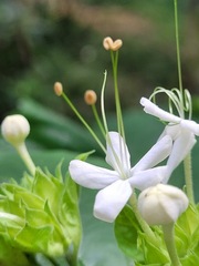 Clerodendrum canescens