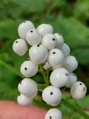 Actaea rubra neglecta