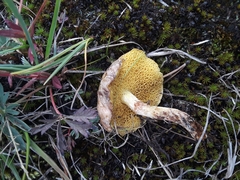 Suillus umbonatus