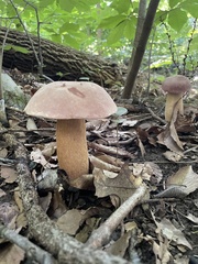 Tylopilus rubrobrunneus