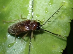 Ptilodactyla