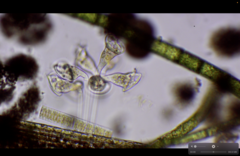 Fragilaria