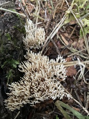 Ramaria stricta