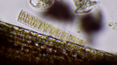 Fragilaria
