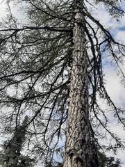 Larix occidentalis