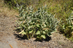 Asclepias speciosa