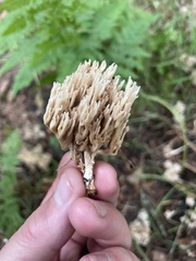 Ramaria stricta