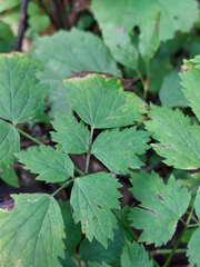Actaea rubra neglecta