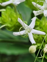 Clerodendrum canescens