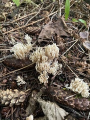 Ramaria stricta
