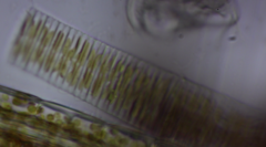 Fragilaria