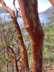 Arbutus menziesii
