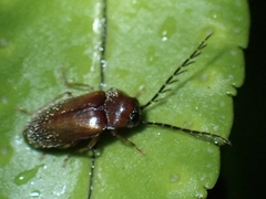 Ptilodactyla